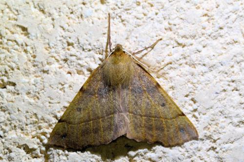 Réf. 333 804 : Colotois pennaria